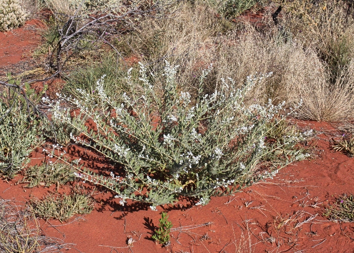 Australian Desert Plants Lamiaceae